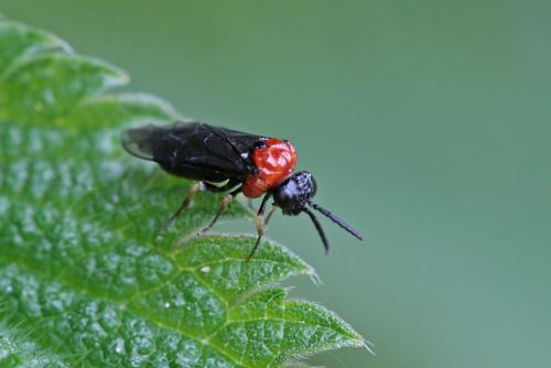 Réf. 234 483 : Eutomostethus ephippium